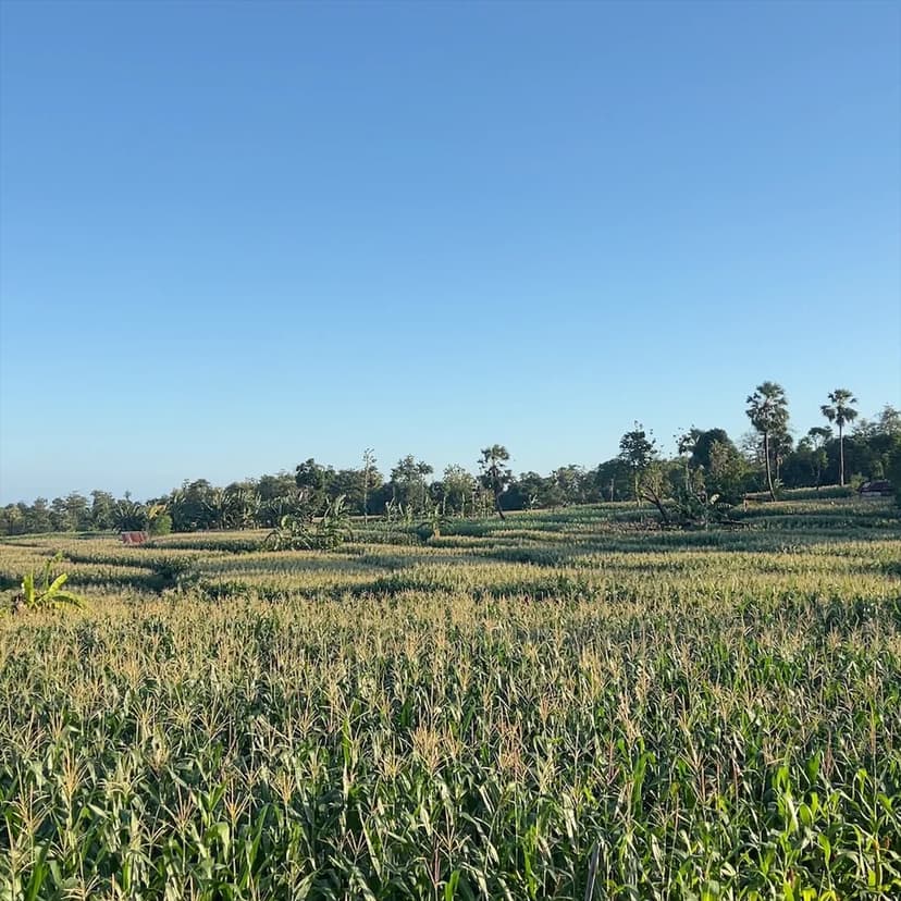 Pertanian Karatuang